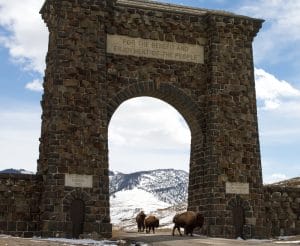 SSYellowstoneARchBison