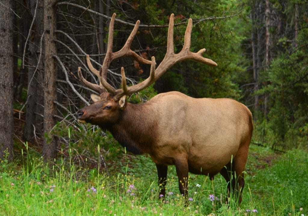 thumb_bull elk_1024